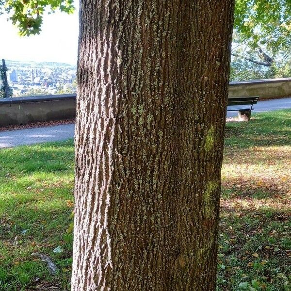 Acer platanoides Bark