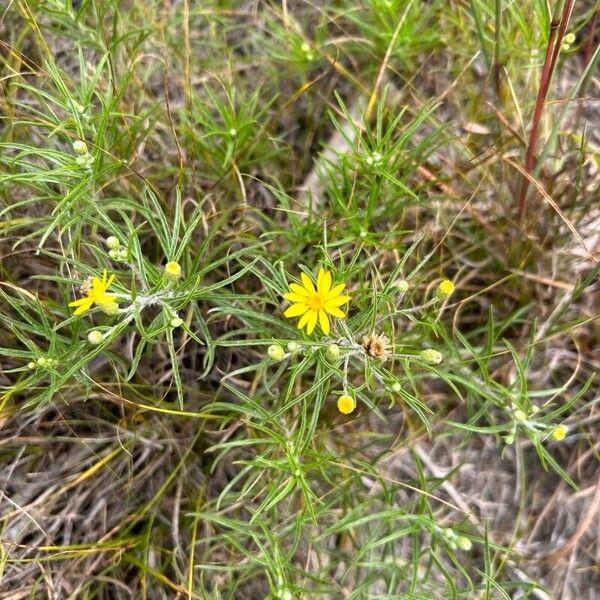 Pityopsis graminifolia Fiore