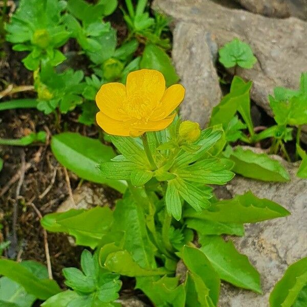 Ranunculus montanus 花