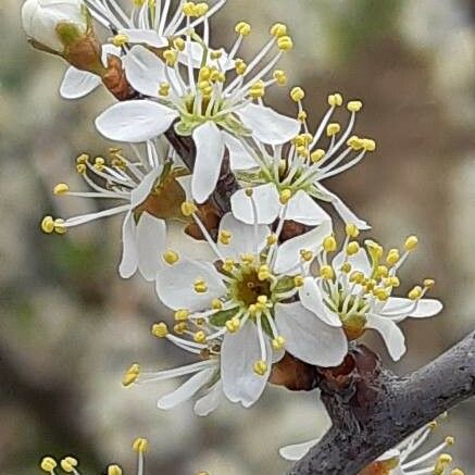 Prunus spinosa Flower