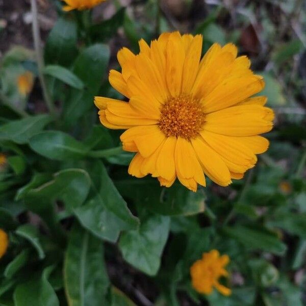 Calendula officinalis Flower