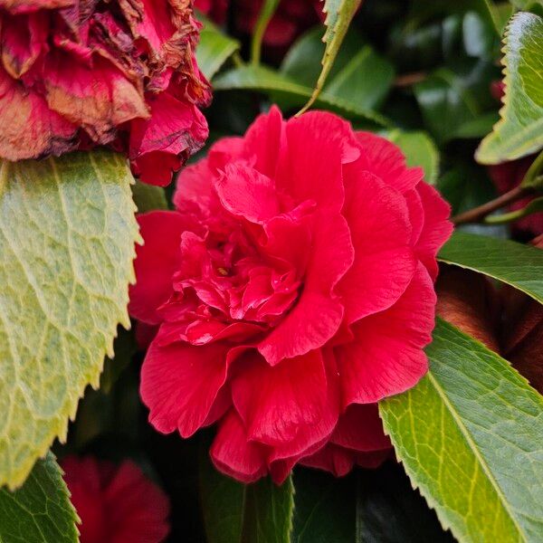 Camellia sasanqua Flower