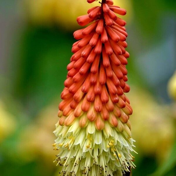 Kniphofia uvaria Flower