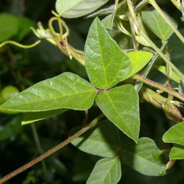 Macroptilium lathyroides Blüte