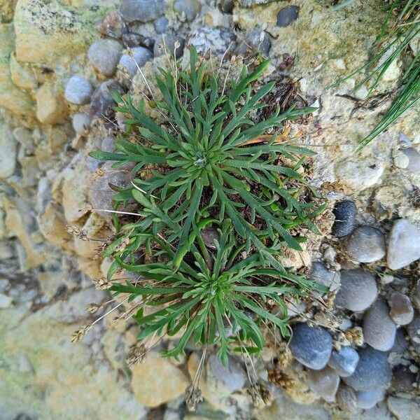 Plantago coronopus Lehti