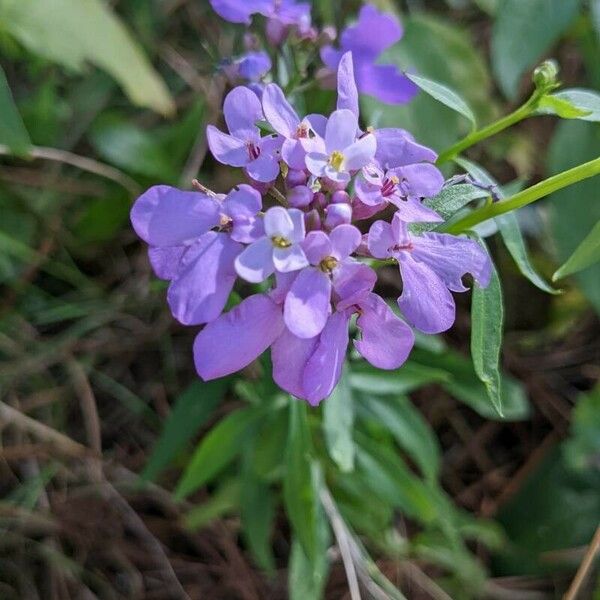 Iberis umbellata Цвят