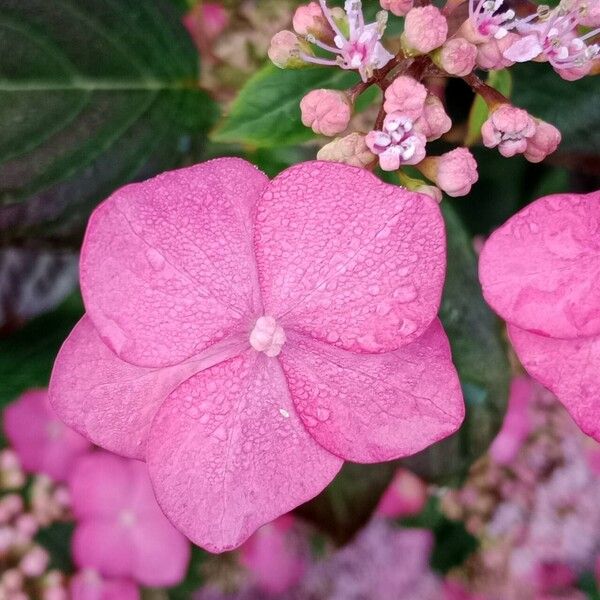 Hydrangea spp. Kvet