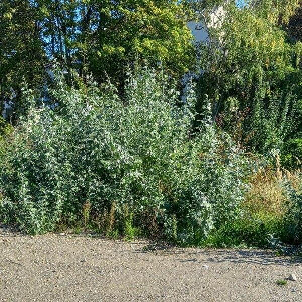 Populus alba Staniste