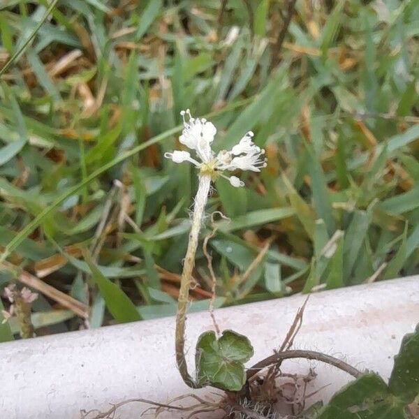 Centella erecta Blüte