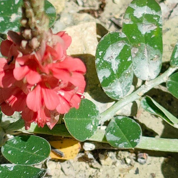 Indigofera spicata Flor