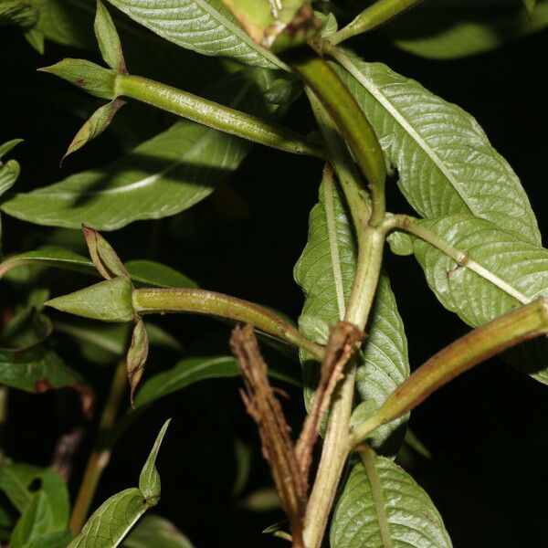 Ludwigia octovalvis Frunză