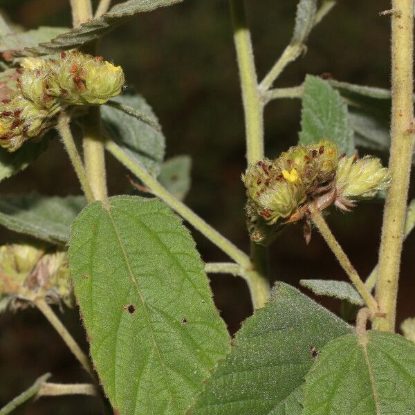 Waltheria indica Цветок