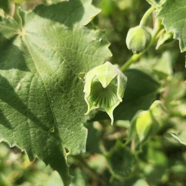 Abutilon grandiflorum Frucht