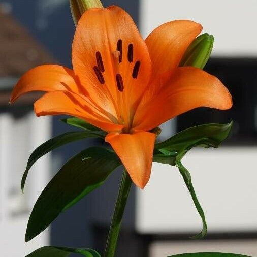 Lilium bulbiferum Kwiat