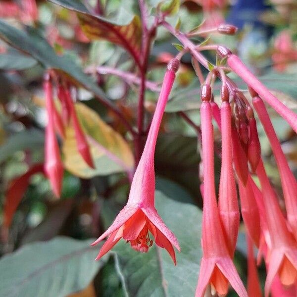 Fuchsia triphylla 花