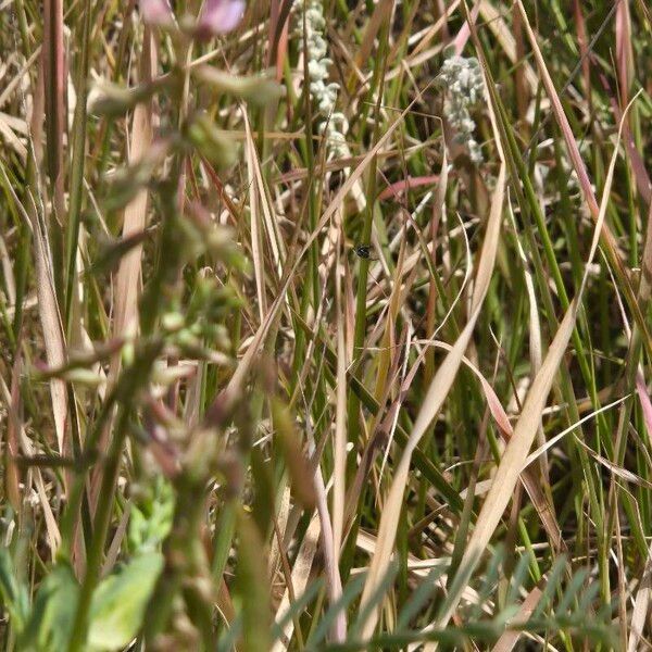 Astragalus atropilosulus Plante entière