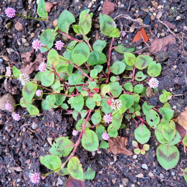 Persicaria nepalensis Fuelha