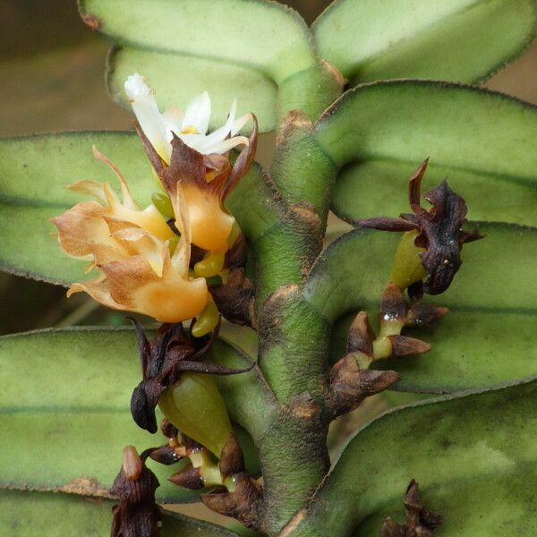 Calyptrochilum christyanum Drugo