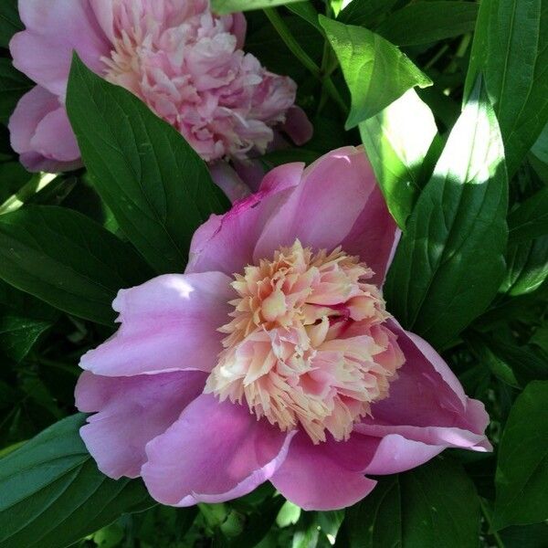 Paeonia officinalis Blomst