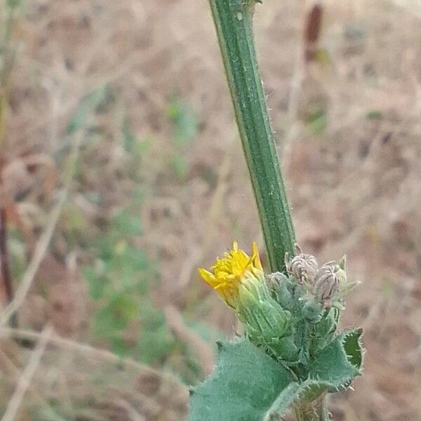 Helminthotheca echioides 花