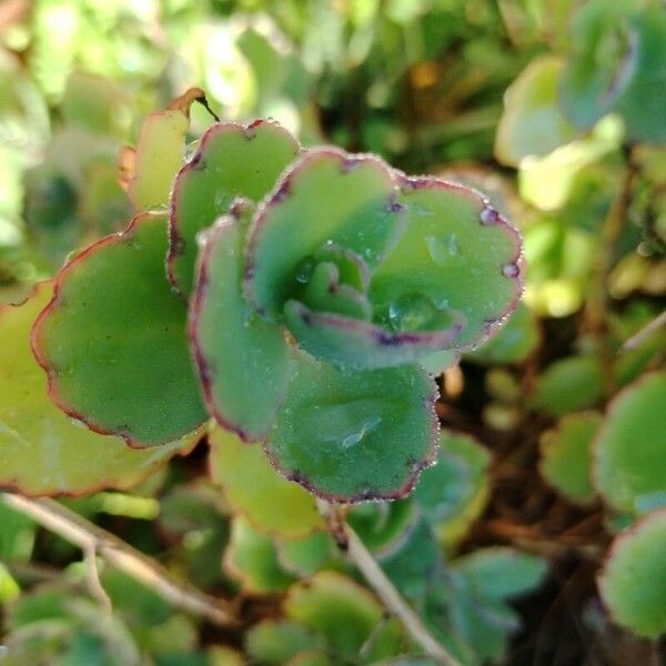 Kalanchoe fedtschenkoi ഇല