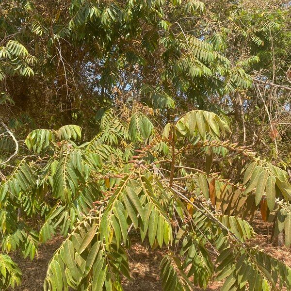 Xylopia aromatica Blad