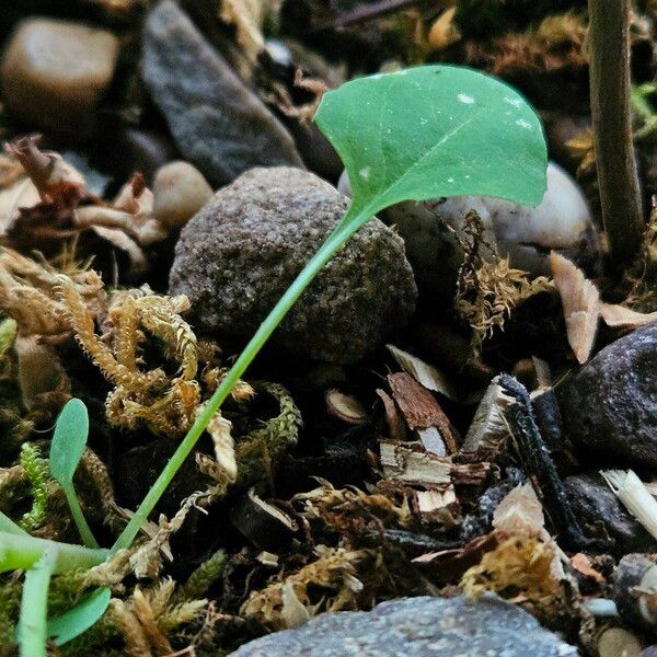 Lactuca muralis Folla