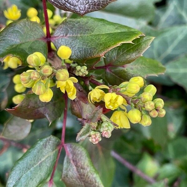 Berberis repens 花