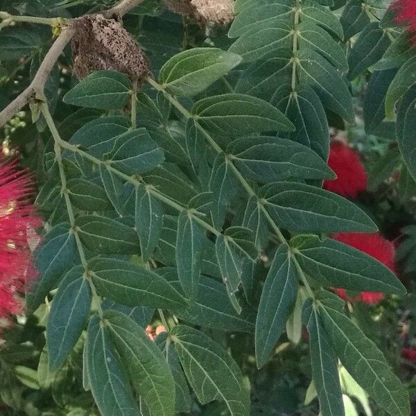 Calliandra haematocephala Hostoa