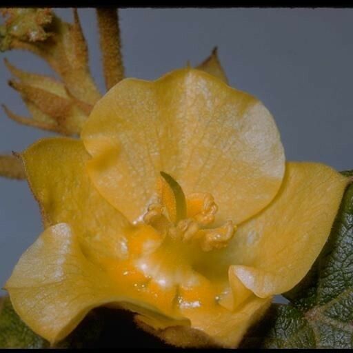 Fremontodendron mexicanum 花