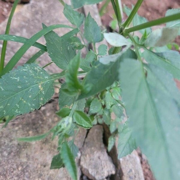 Bidens pilosa Blad