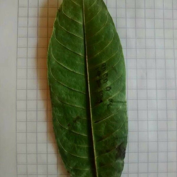 Annona reticulata Blatt