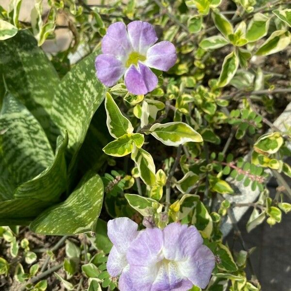 Asystasia gangetica Flower