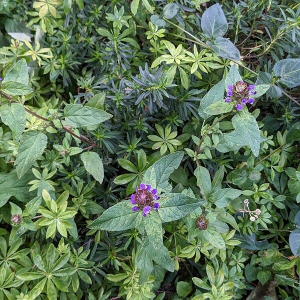 Prunella vulgaris Pokrój