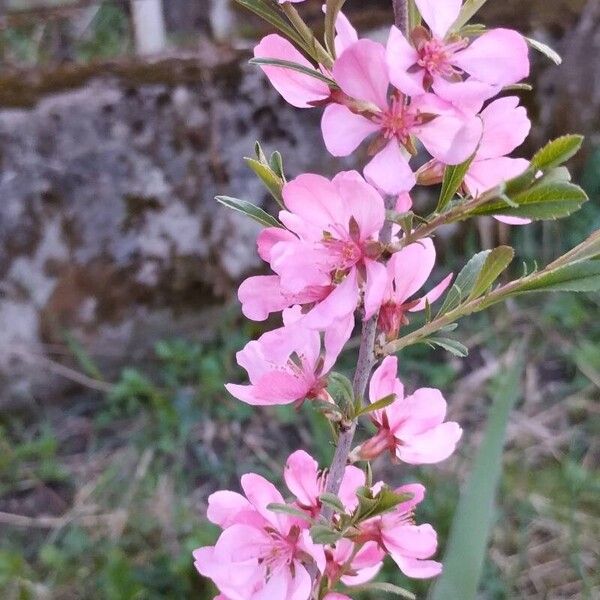 Prunus tenella Квітка