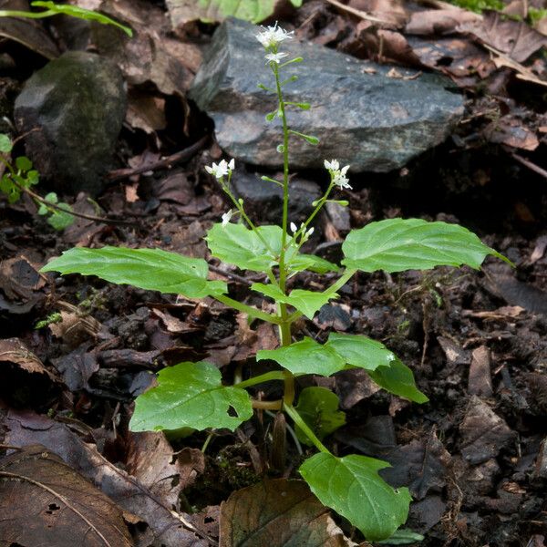 Circaea alpina Flower