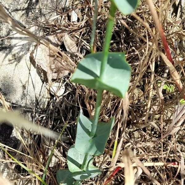 Blackstonia perfoliata 葉