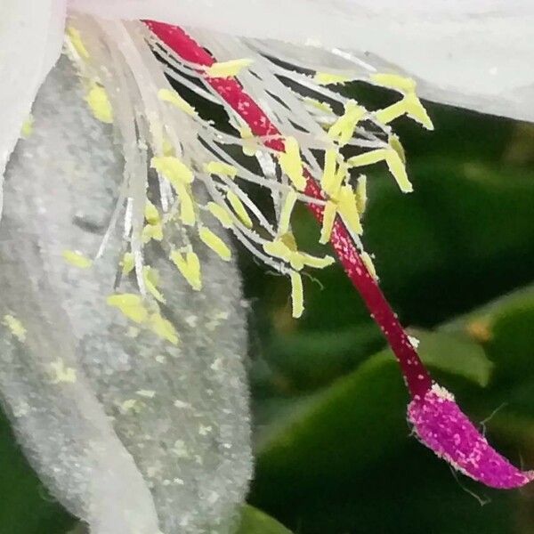 Schlumbergera truncata 其他