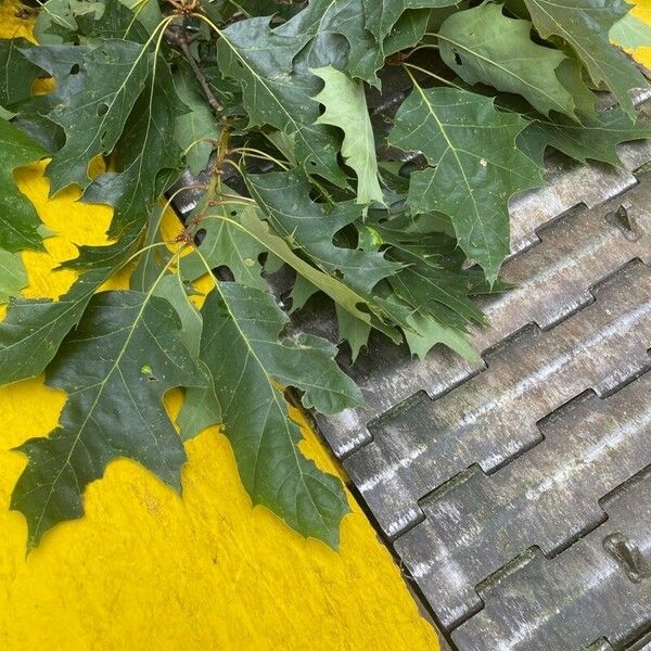 Quercus velutina Blad