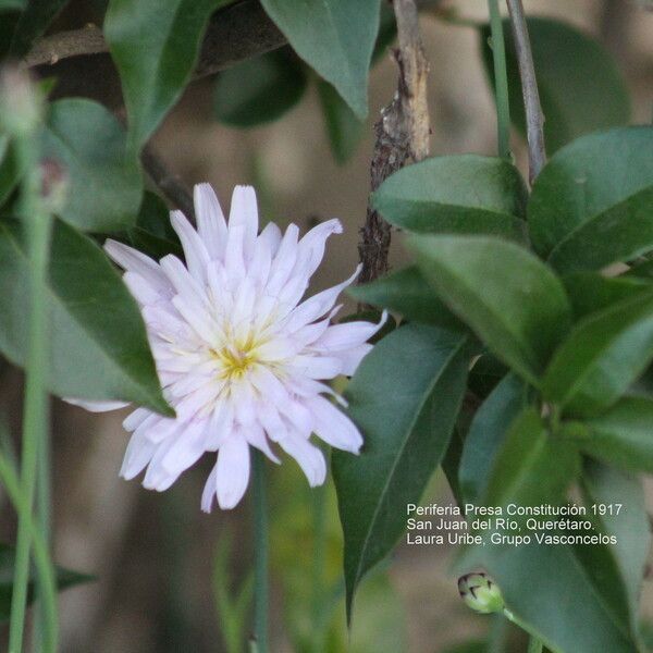 Pinaropappus roseus Flor