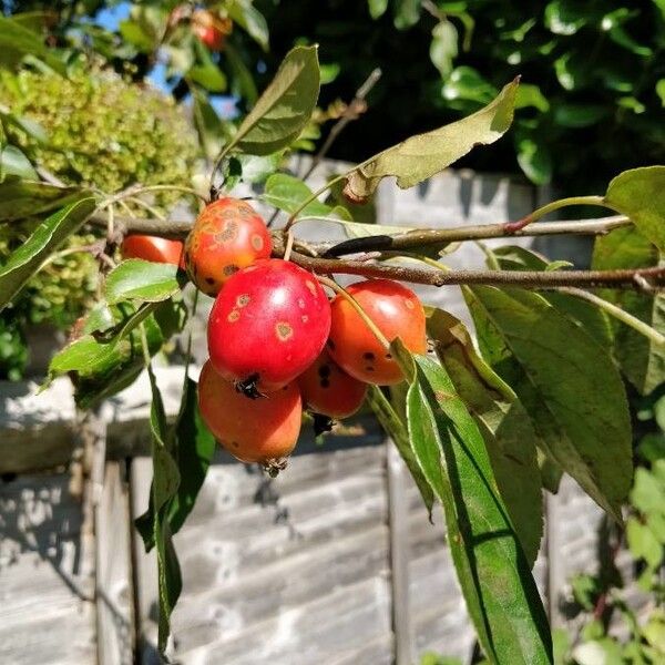 Rosa canina Gyümölcs