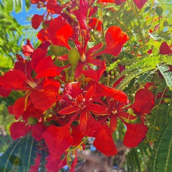 Delonix regia Lorea