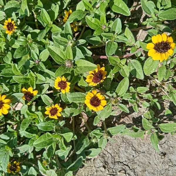 Sanvitalia procumbens Floare