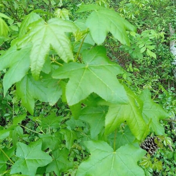 Liquidambar styraciflua পাতা