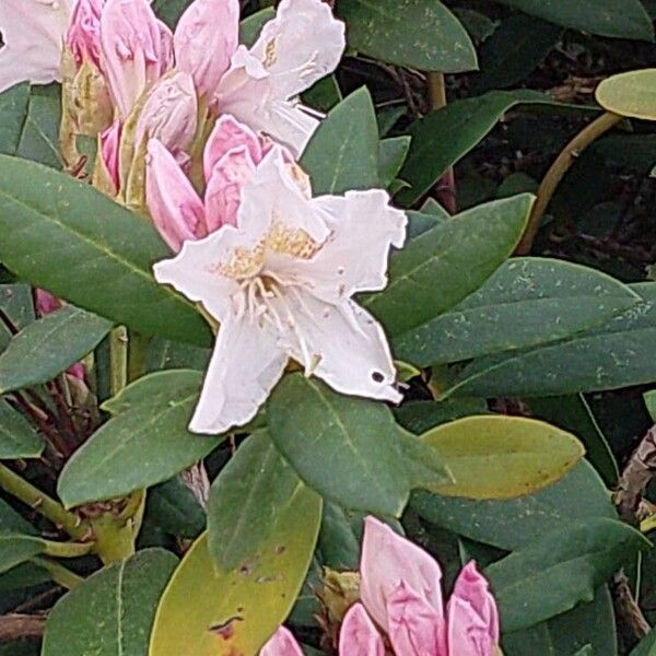 Rhododendron maximum Bloem
