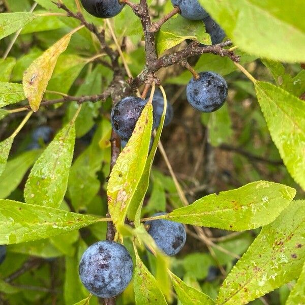 Prunus × fruticans Fruct