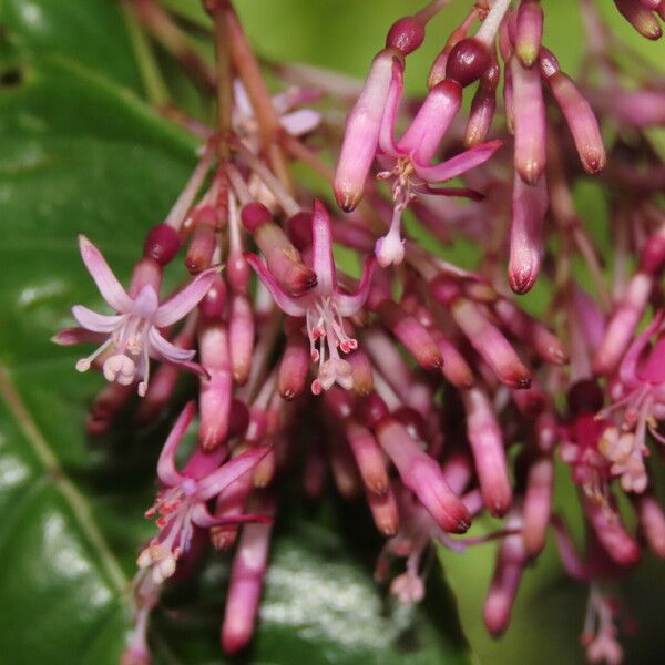 Fuchsia paniculata Blomma