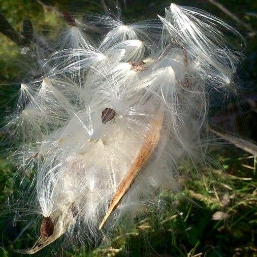 Asclepias curassavica Ffrwyth