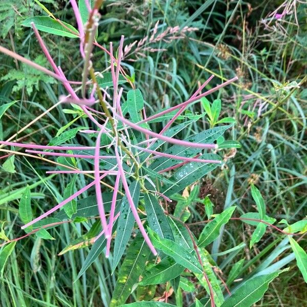 Epilobium angustifolium Ffrwyth