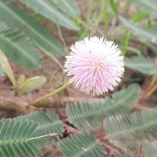 Mimosa pudica Цветок